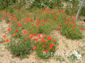 papaver rhoeas